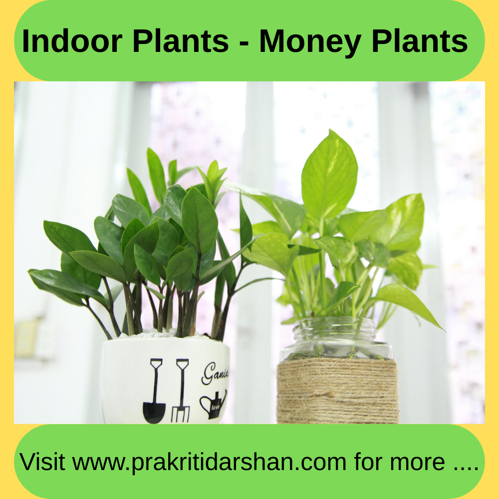 Indoor Plants - Money Plants