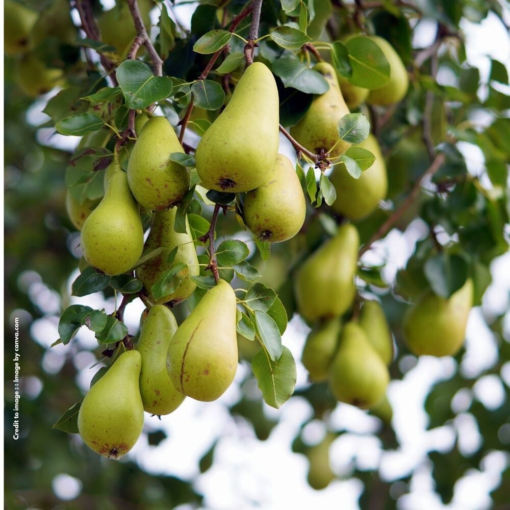 (Pear) नाशपाती खाने के फायदे क्या हैं?  