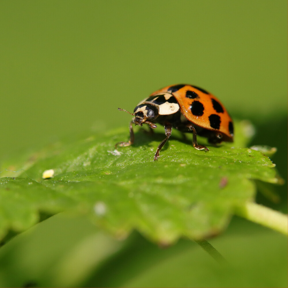 Wildlife & Biodiversity
