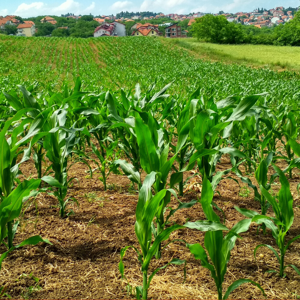 Sustainable Agriculture, Horticulture, Organic Farming & Gardening