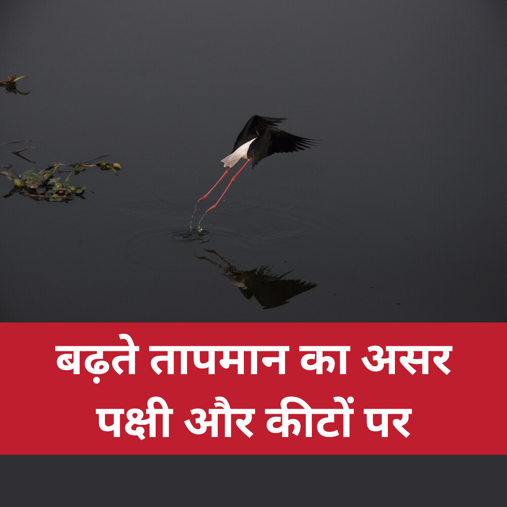 बढ़ते तापमान का असर पक्षी और कीटों पर