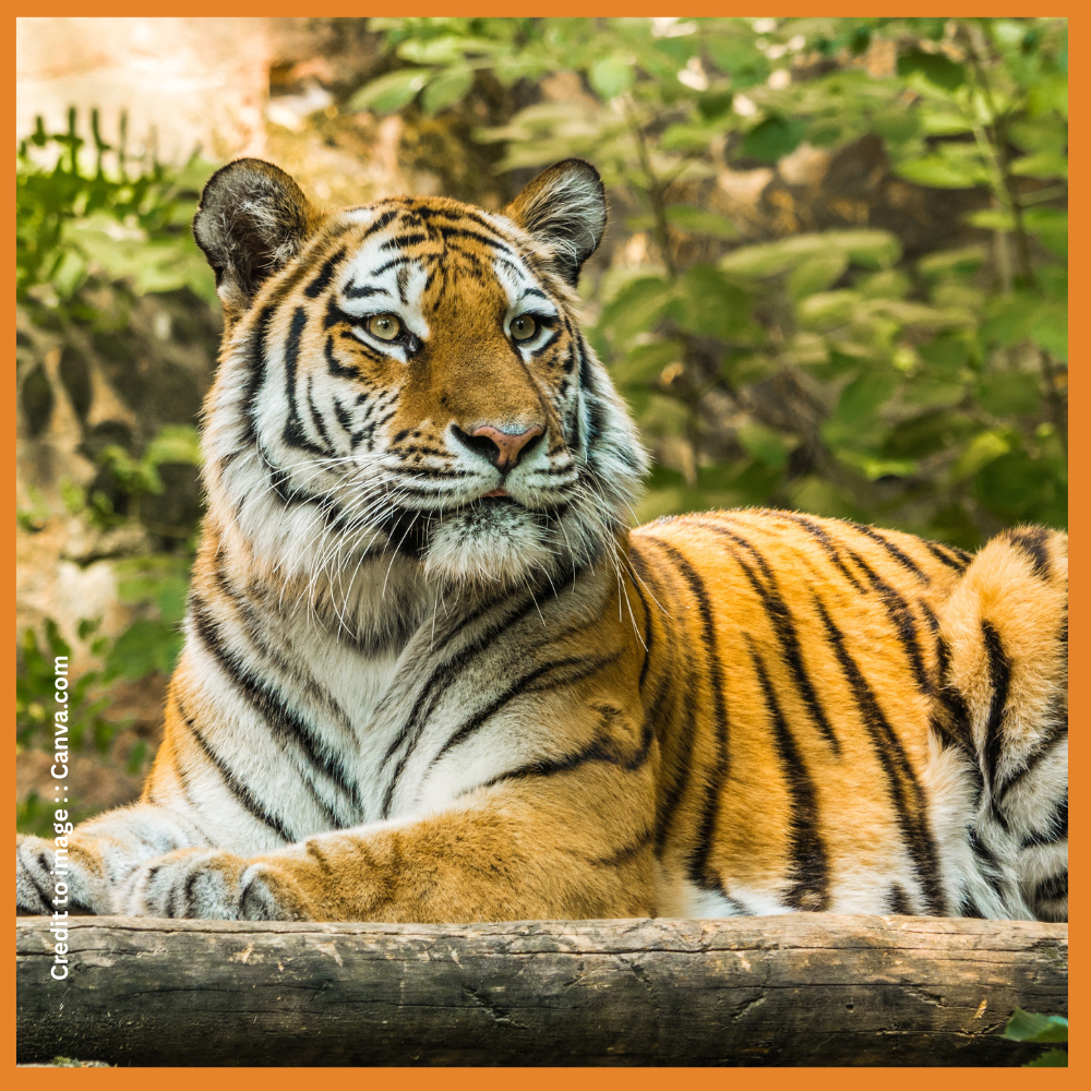 Ranthambore National Park India-Prakriti Darshan- Nature and Environment Magazine
