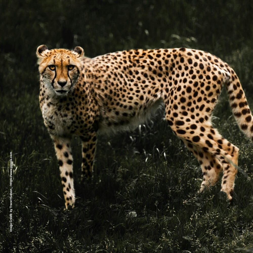 Wild Animals