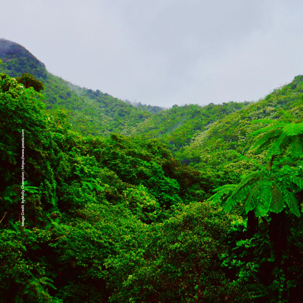 Amazon Rainforest