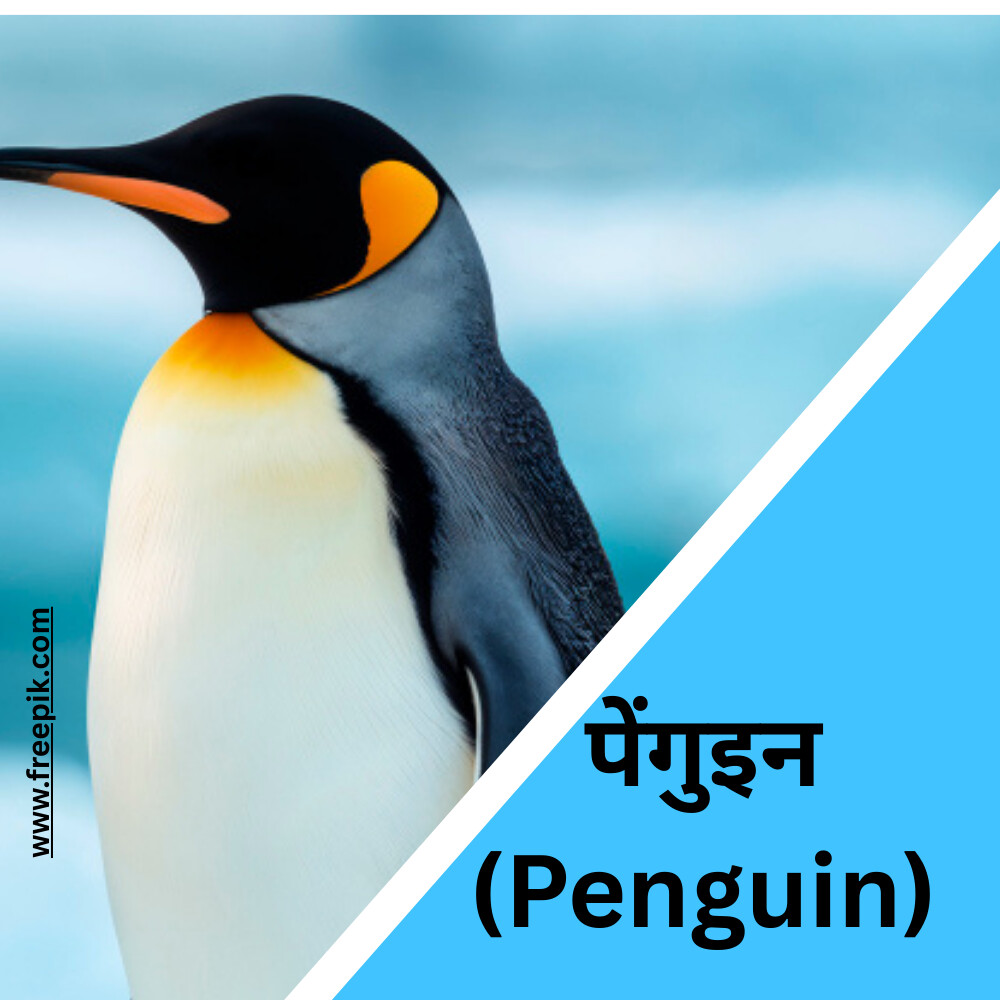 पेंगुइन (Penguin)