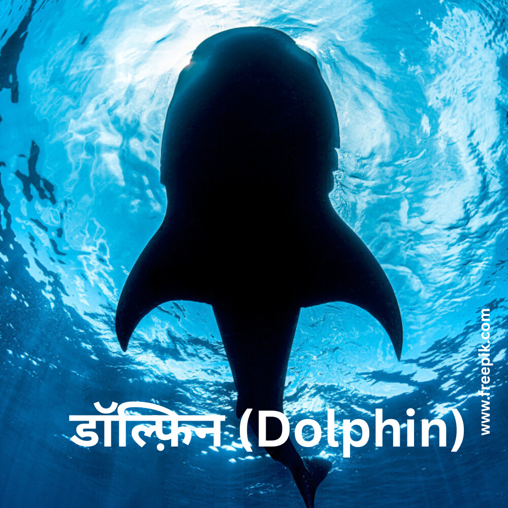 डॉल्फ़िन (Dolphin)