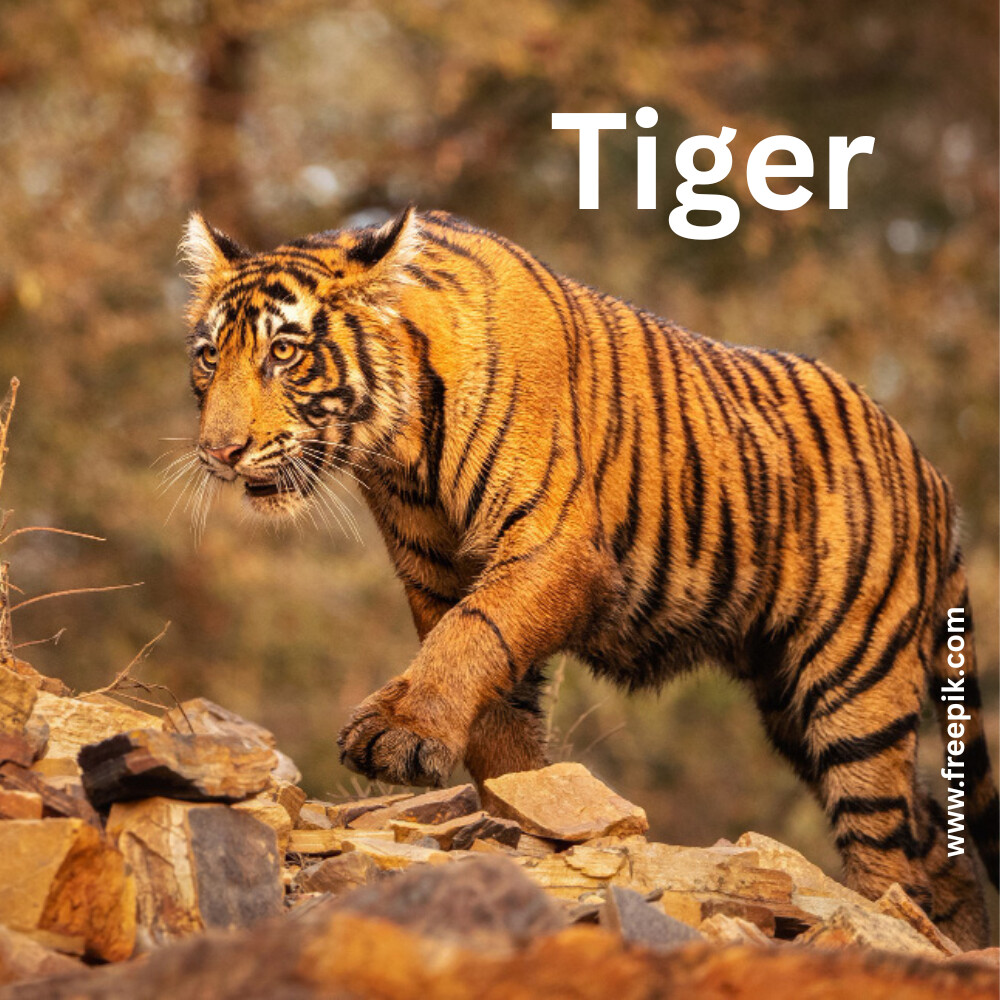 Best Tiger Reserves in India