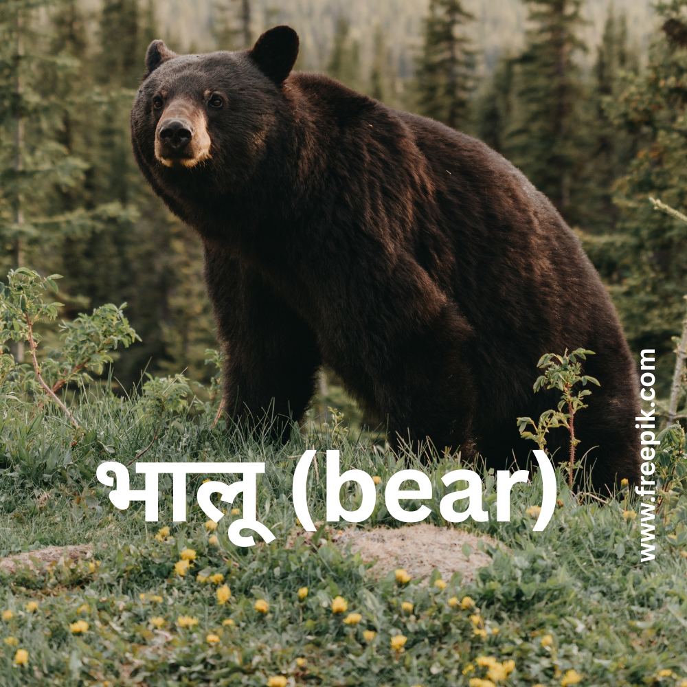 भालू (bear)
