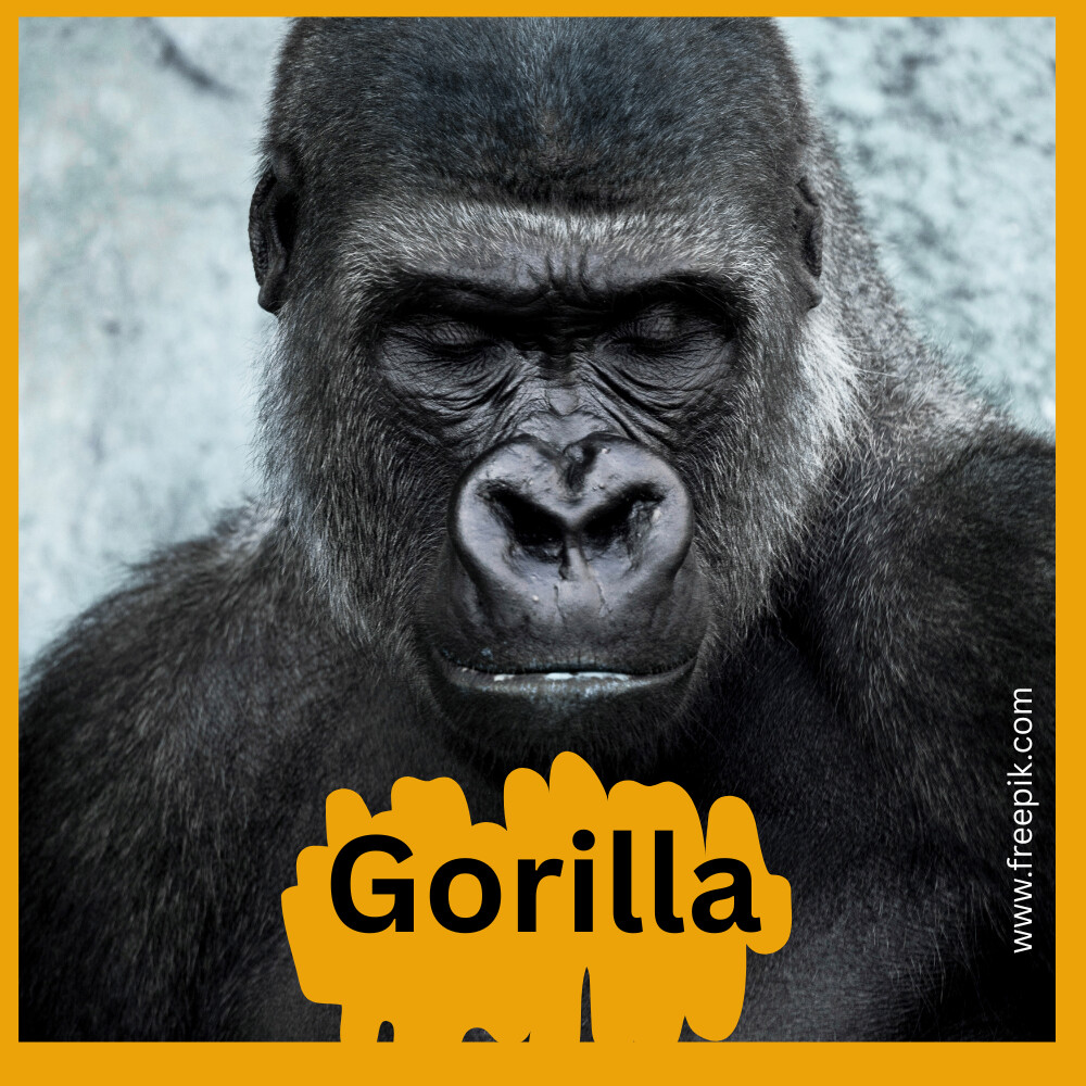 Gorilla