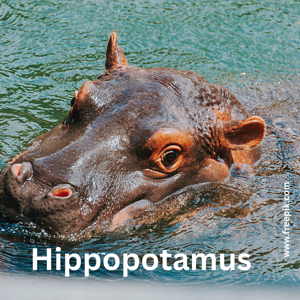 हिप्पोपोटेमस (Hippopotamus)