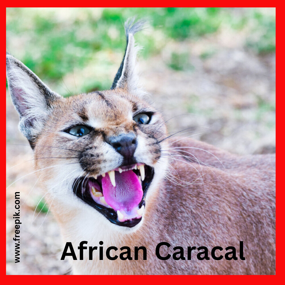 Caracal and African Caracal