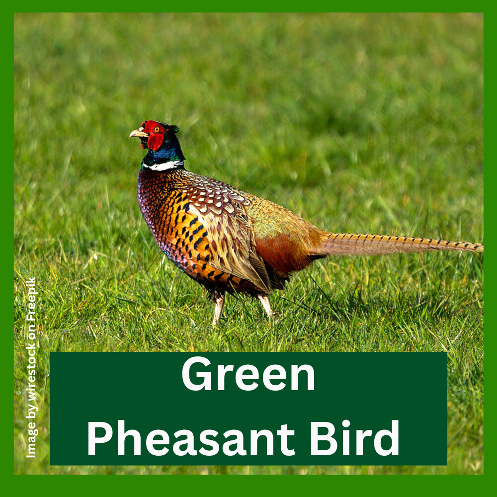 Green Pheasant Bird