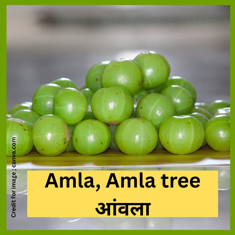 Amla, Amla tree/आंवला