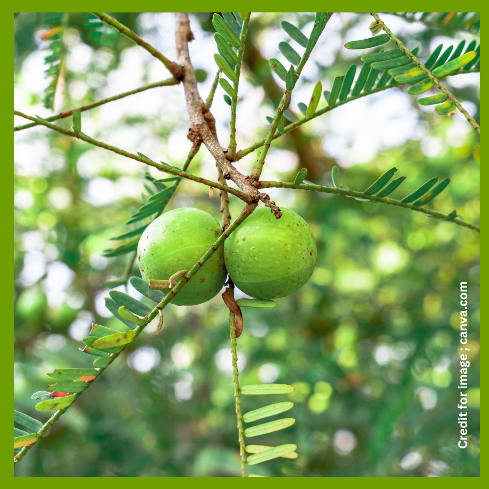 Amla, Amla tree/आंवला-Prakriti Darshan Nature and Environment Magazine