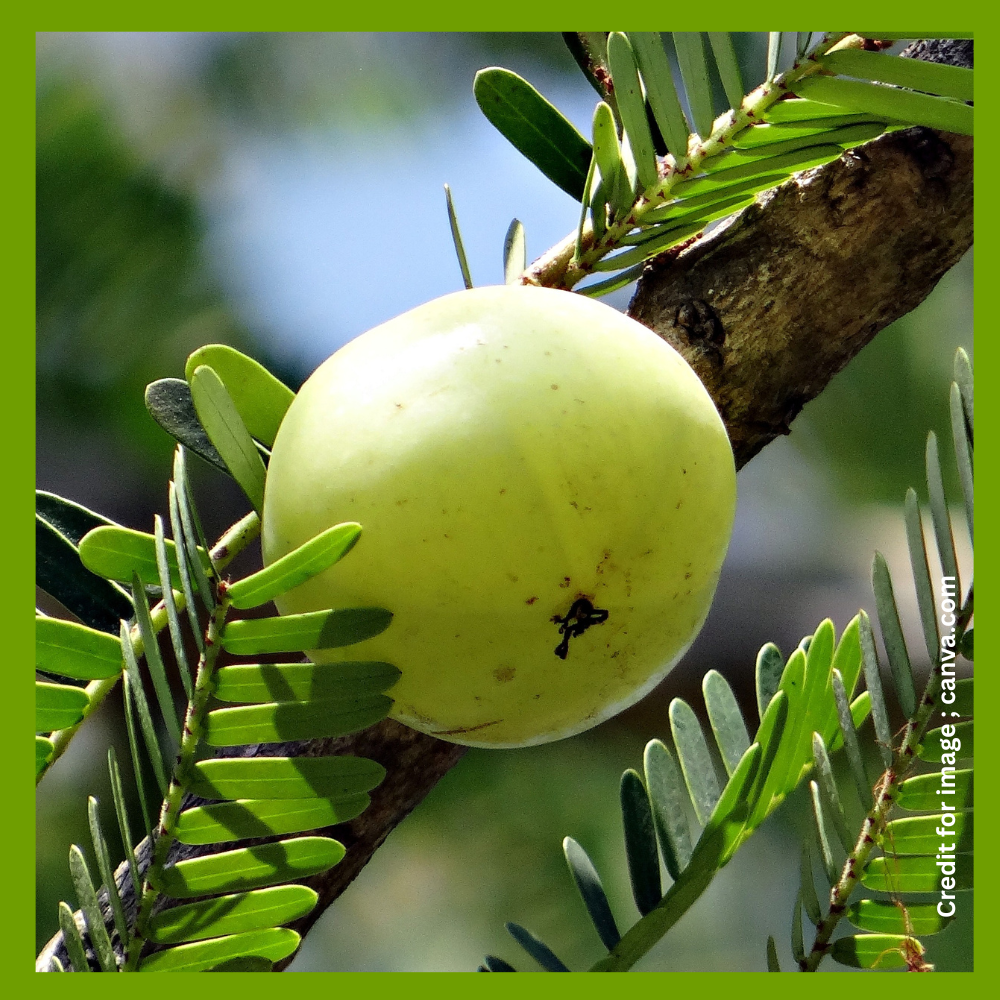 Amla, Amla tree आंवला-Prakriti Darshan Nature and Environment Magazine
