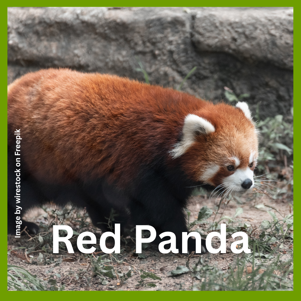 Red Panda Habitat