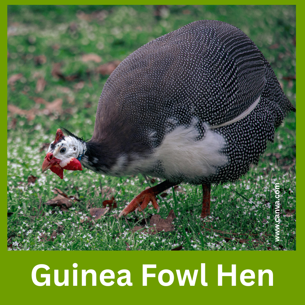 Guinea Fowl Hen