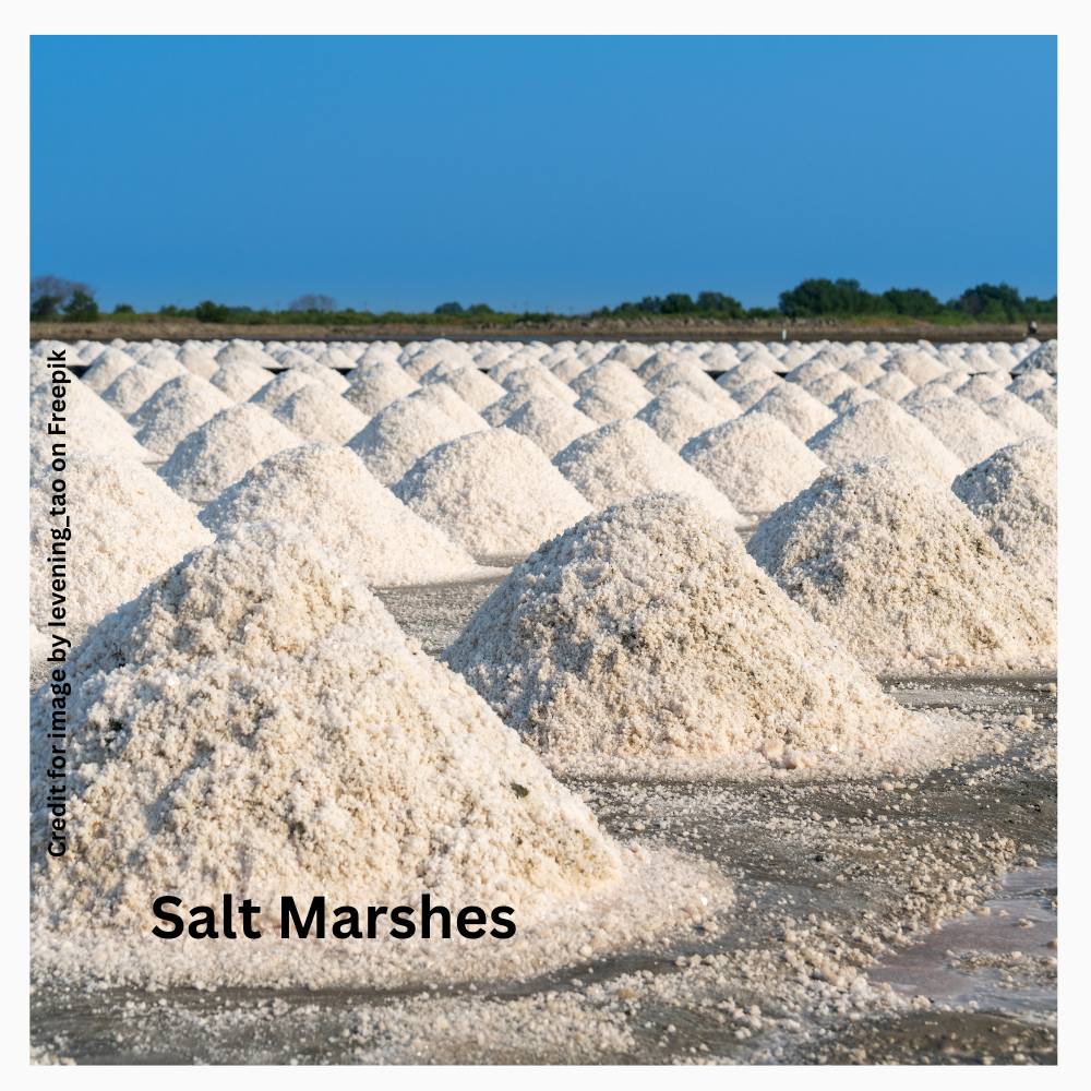 Blue Carbon- Prakriti Darshan Nature and Environment Magazine