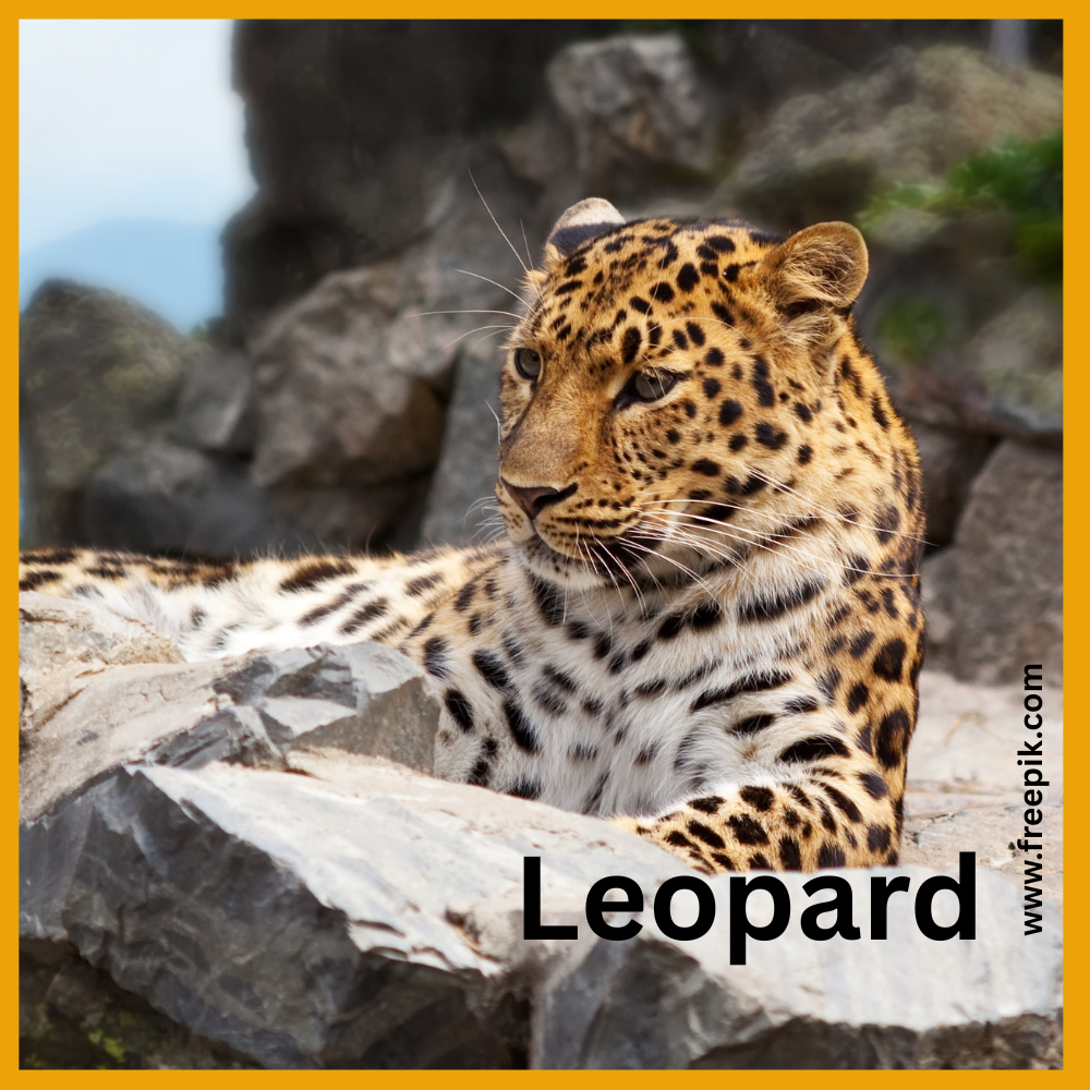 Leopard, Snow Leopard