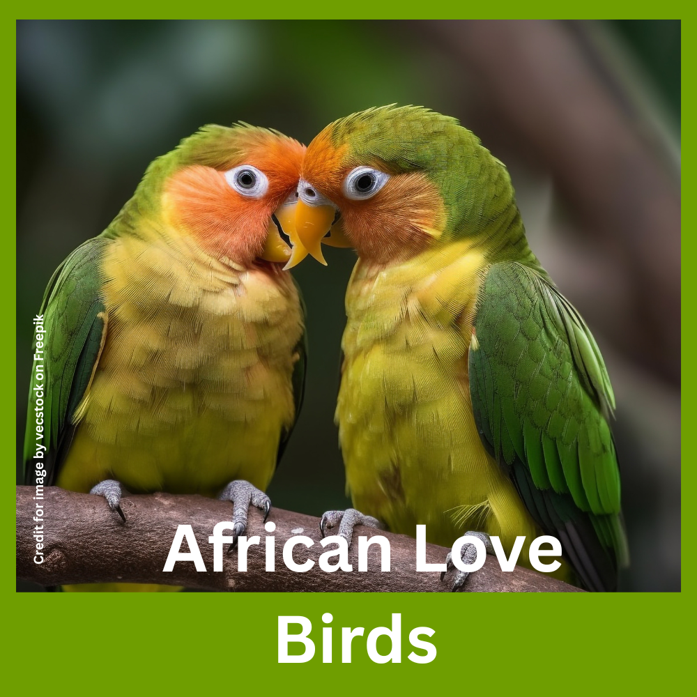 African Love Birds