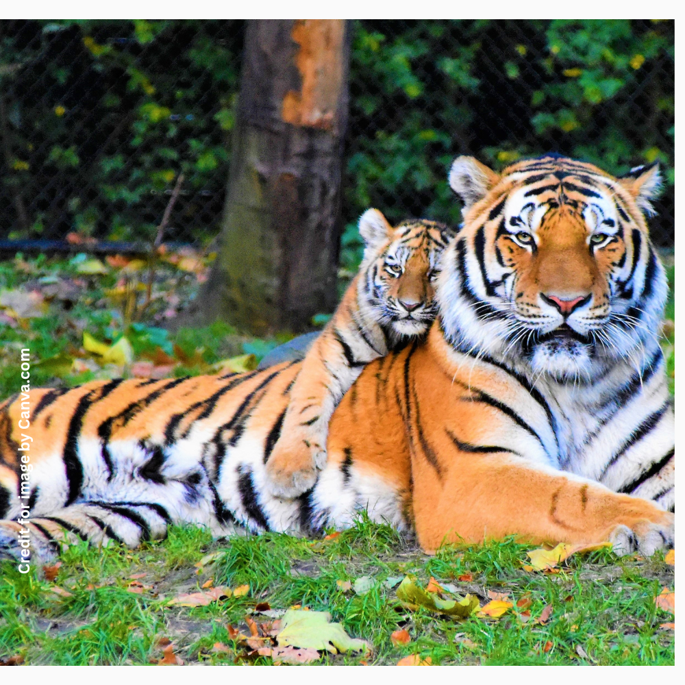 Panna Tiger Reserve Shifting-Prakriti Darshan Nature and Environment Magazine