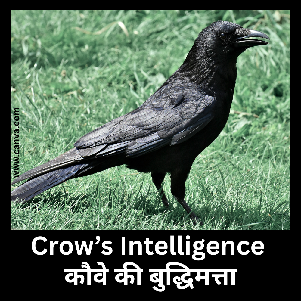 Crow’s Intelligence American crow