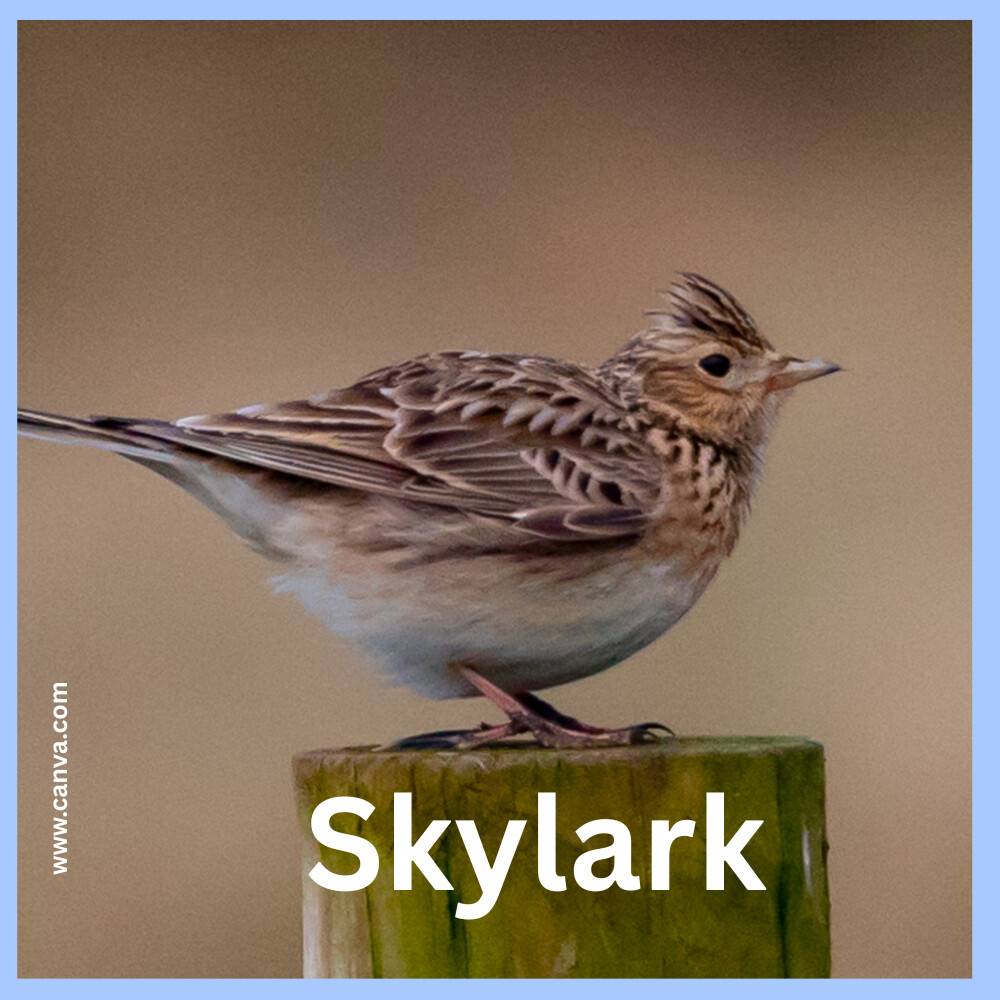 The Sky Lark