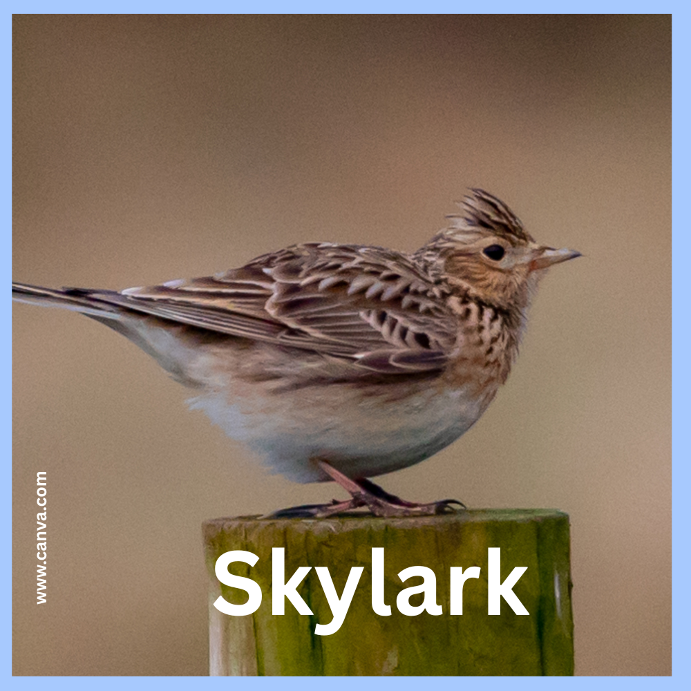 The Sky Lark