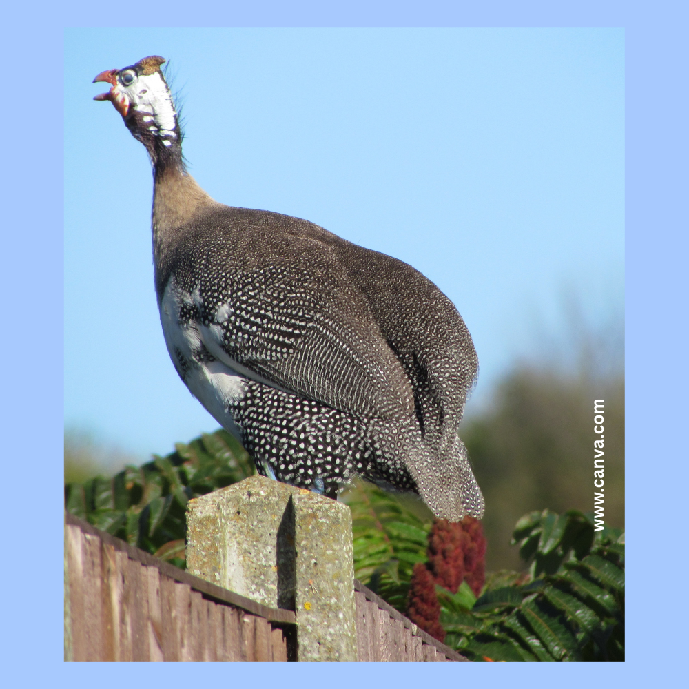 Prakriti Darshan-Nature and Environment Magazine .
Guinea Fowl Hen