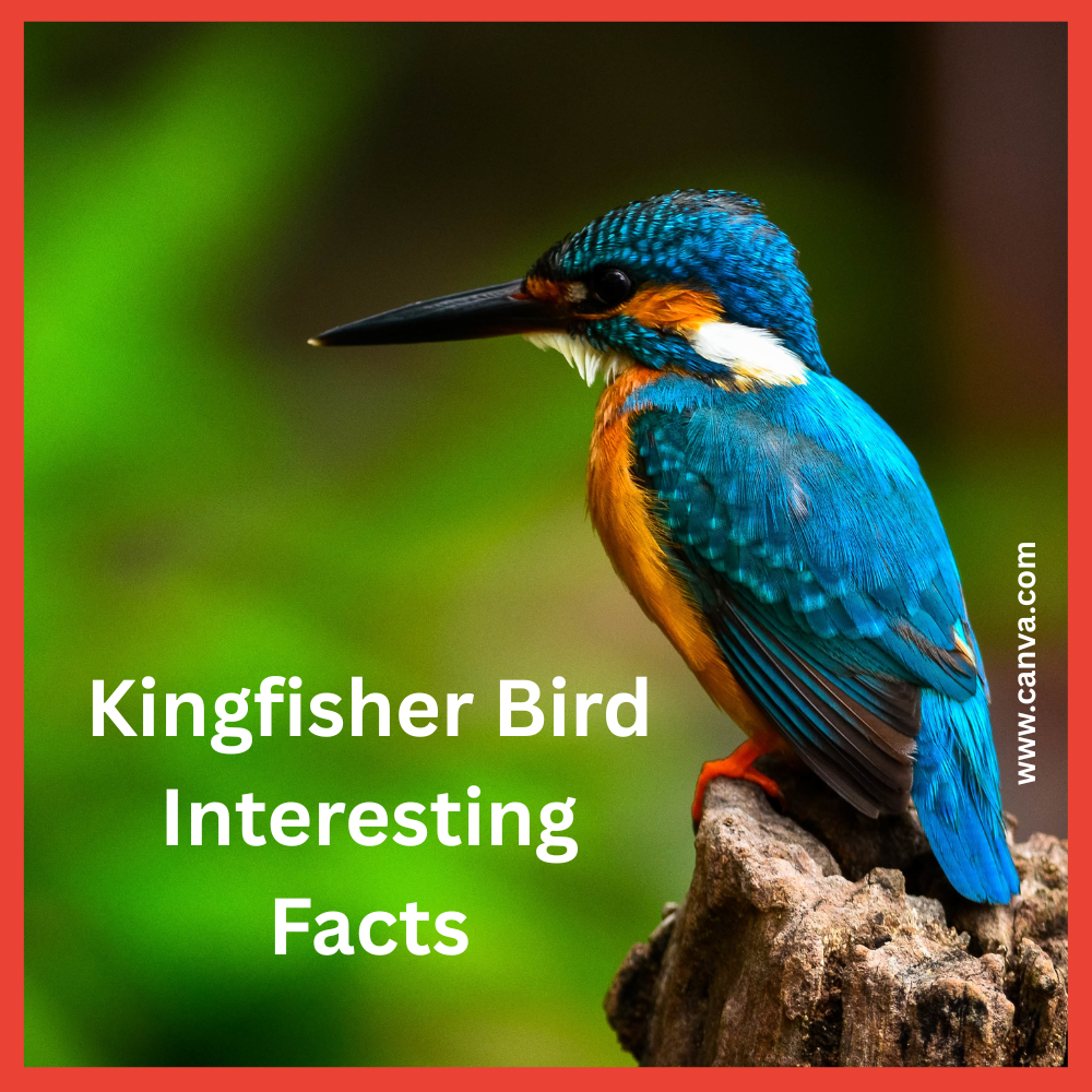 Kingfisher Bird Interesting Facts