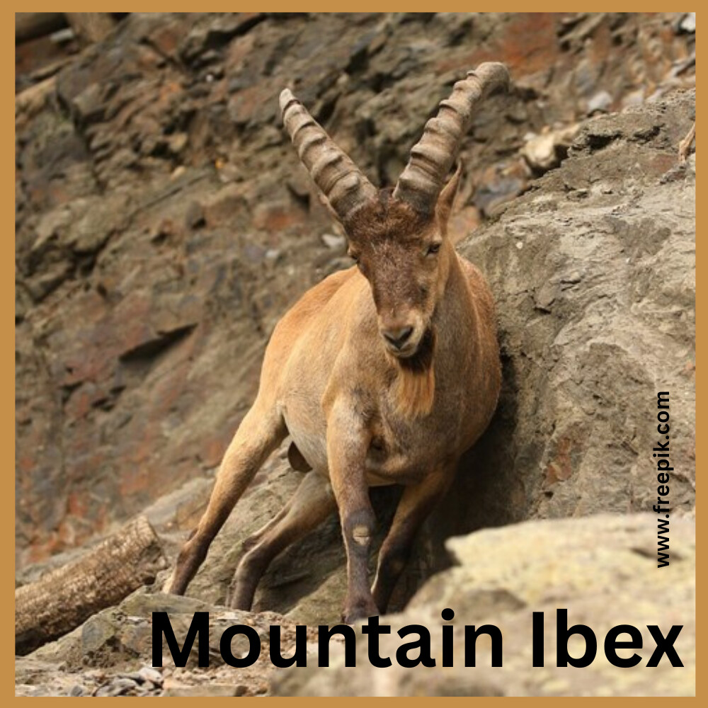 Wild Mountain Ibex