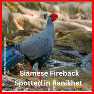 Siamese Fireback Spotted in Ranikhet- Prakriti Darshan Nature and Environment Magazine