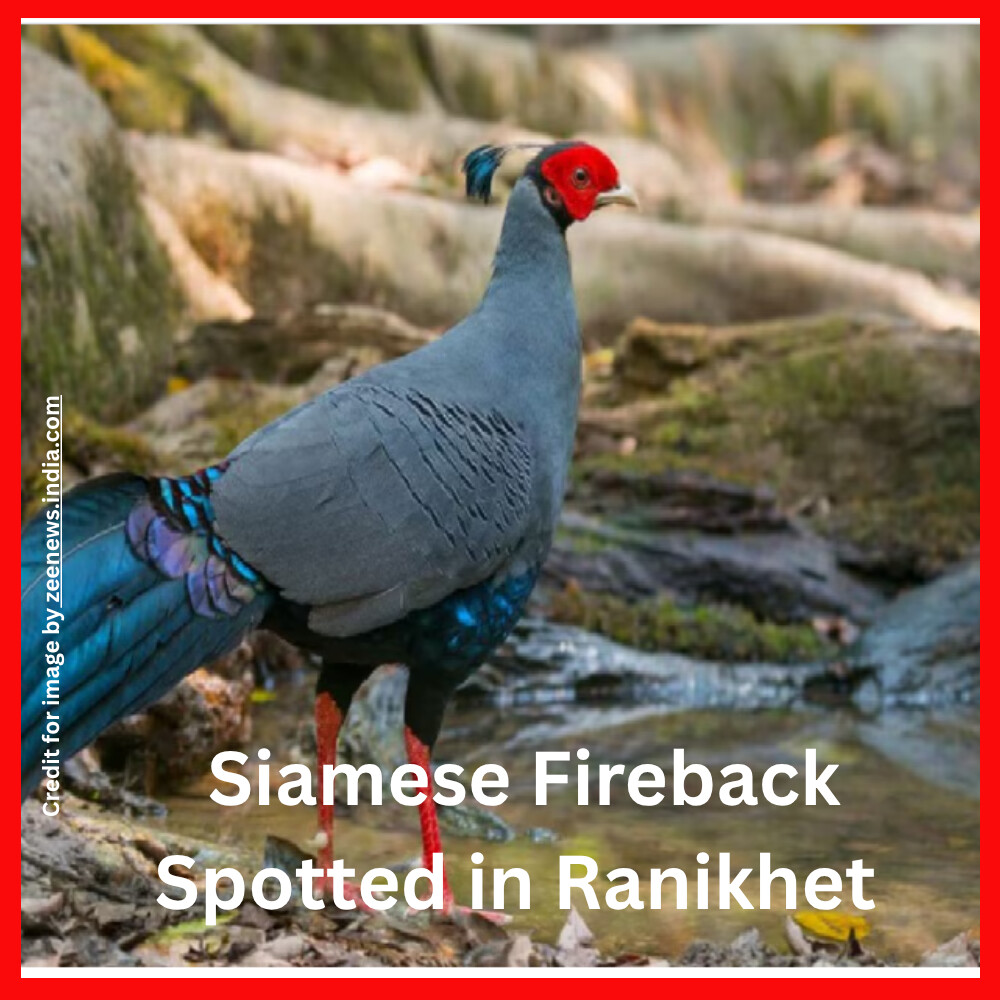 Siamese Fireback Spotted in Ranikhet- Prakriti Darshan Nature and Environment Magazine