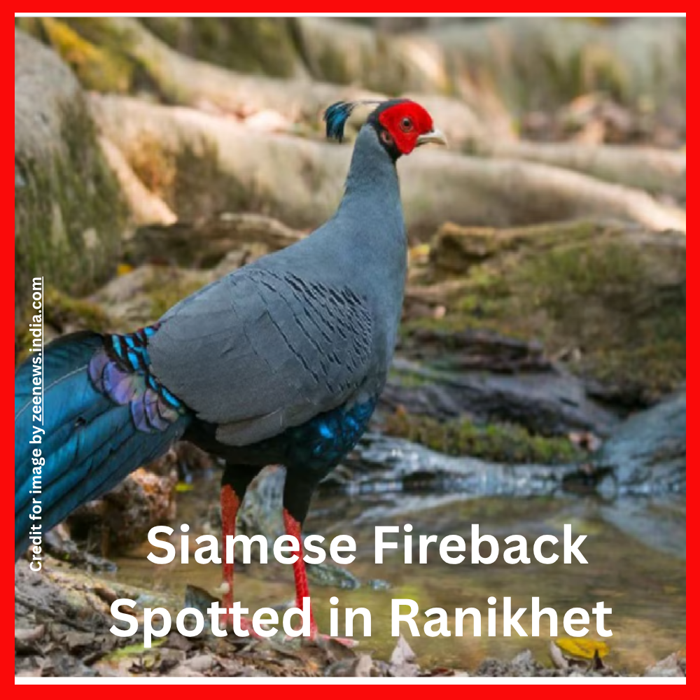 Siamese Fireback Spotted in Ranikhet- Prakriti Darshan Nature and Environment Magazine