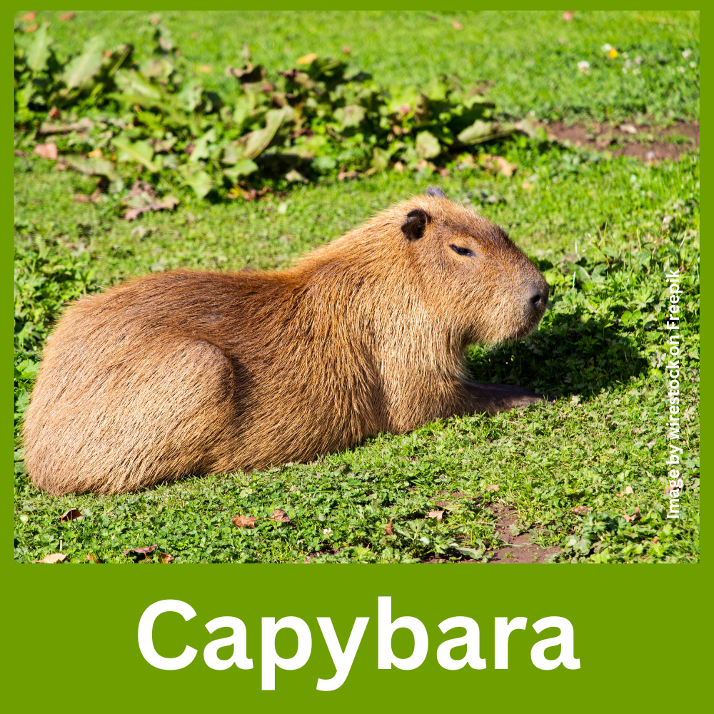 Capybara and Crocodile