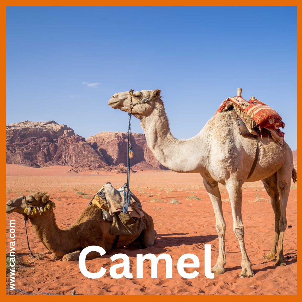 Camel feet power