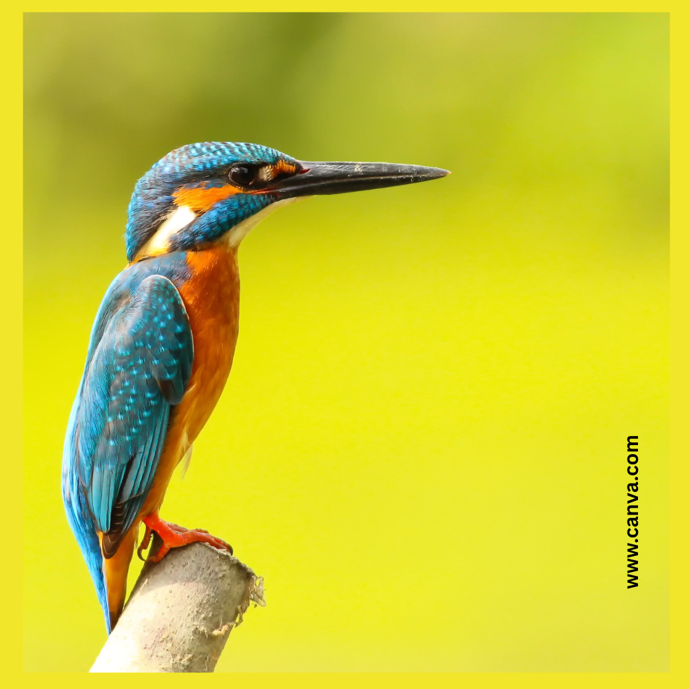 Prakriti Darshan-Nature and Environment Magazine.-Kingfisher Bird Interesting Facts