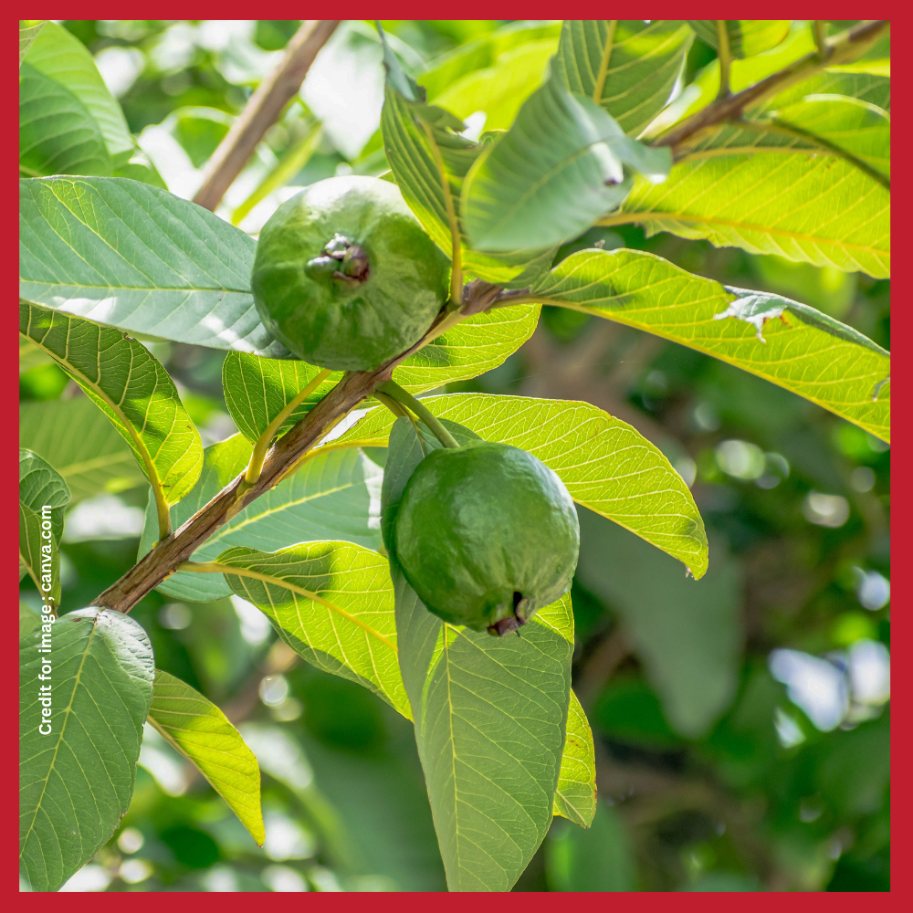 Guava Diabetes Pregnancy Relation-Prakriti Darshan Nature and Environment Magazine