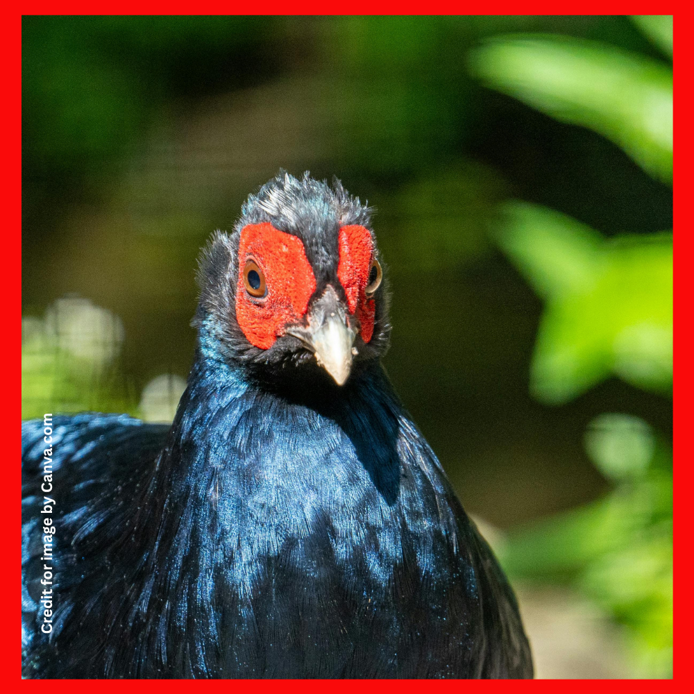 Siamese Fireback Spotted in Ranikhet- Prakriti Darshan Nature and Environment Magazine