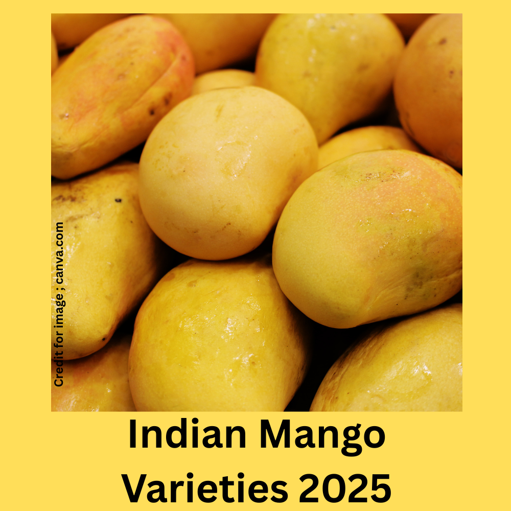 Indian Mango Varieties 2025