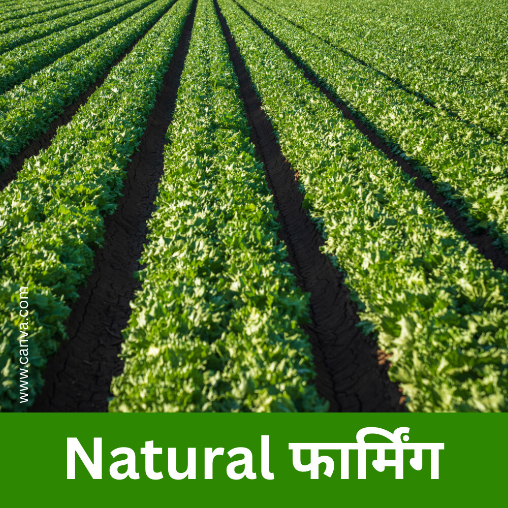 Agriculture खेती–Natural फार्मिंग