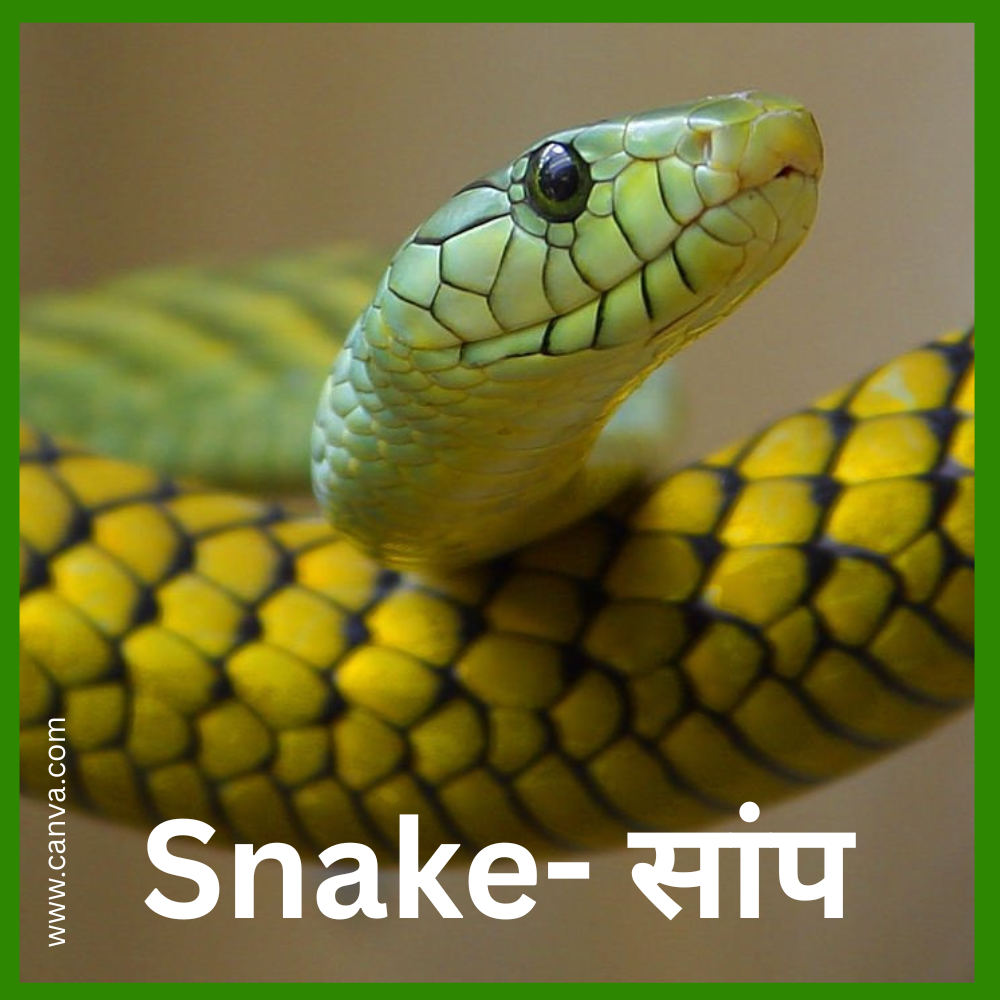 Snake: दुनिया के विचित्र सांप
