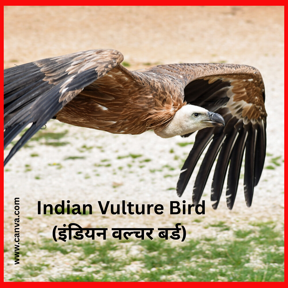 Indian Vulture Bird