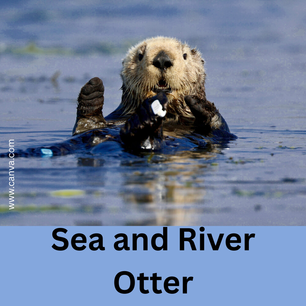 Sea and River Otter
