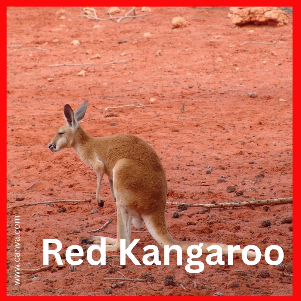 Tree and Red Kangaroo