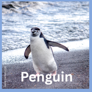 Penguin Chinstrap animal facts