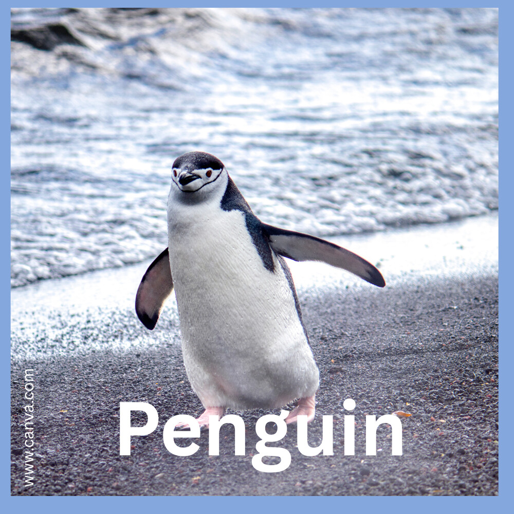 Penguin Chinstrap animal facts