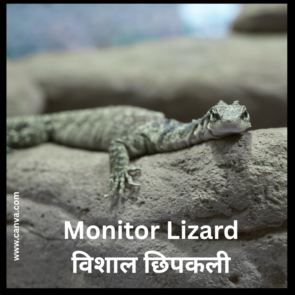 Monitor Dragons/Monitor Lizard