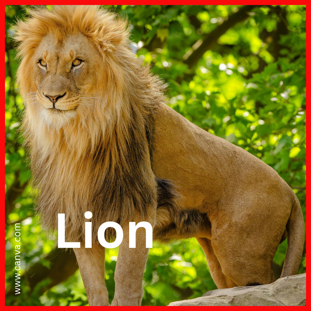 Lions Gir National Park