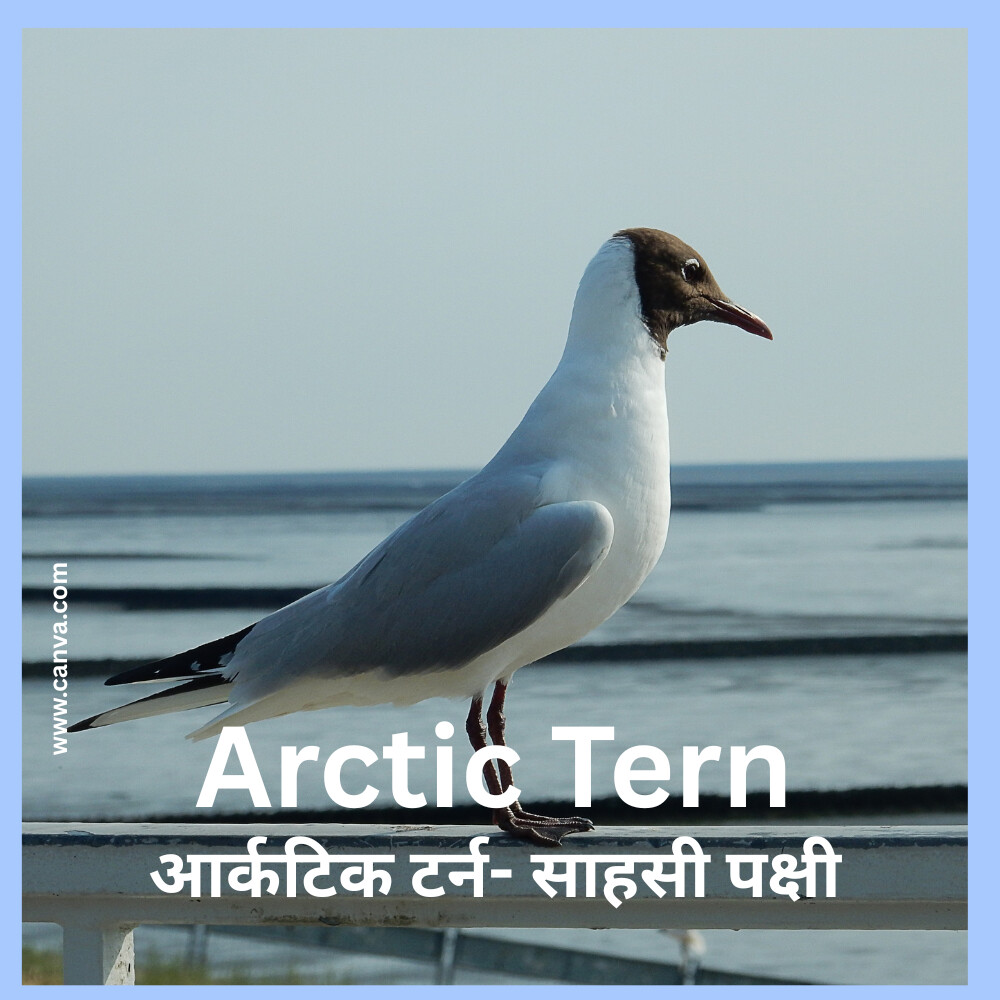 Arctic Tern Habitat